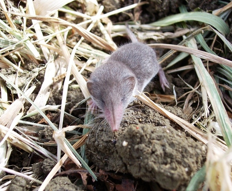 Mustiolo?  No, Crocidura sicula, molto giovane